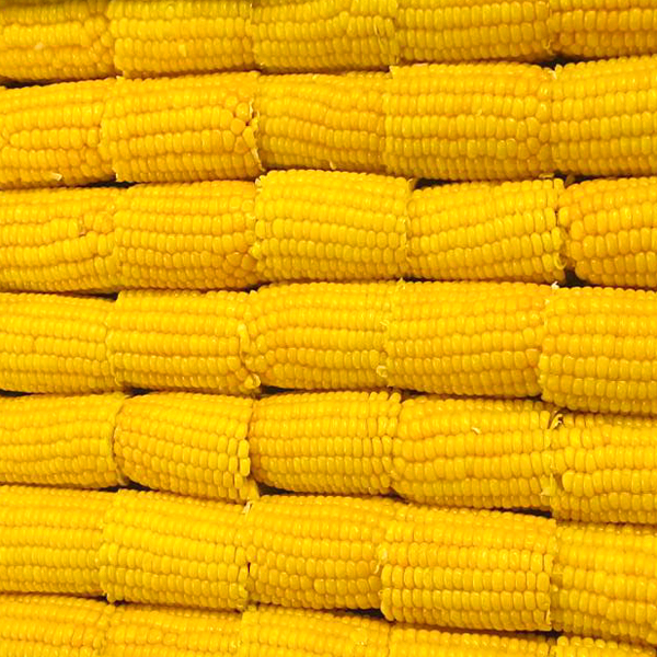 Maruti Agro_MINI COB